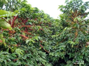 Coffea arabica botany high resolution stock photography and images